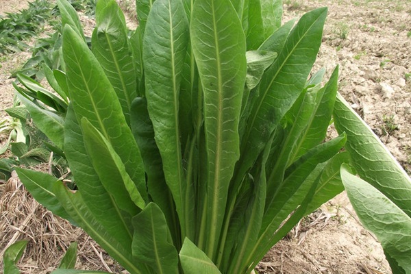 將軍菊苣牧草的優(yōu)缺點(diǎn)有哪些 將軍菊苣牧草的優(yōu)缺點(diǎn)有哪些