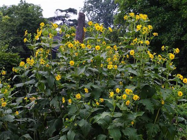 串葉松香草的畝產量是多少 串葉松香草的畝產量是多少