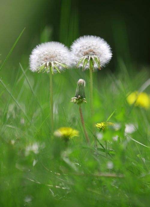 蒲公英 蒲公英