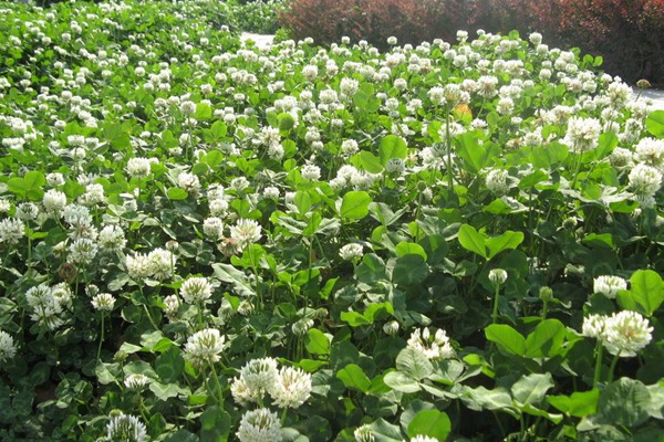 白三葉草種子的催芽方法