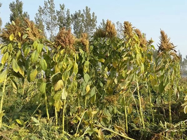 一畝籽粒莧可以養幾頭豬 一畝籽粒莧可以養幾頭豬