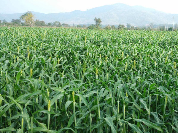 大力士甜高粱怎么用來喂養(yǎng)牛羊 大力士甜高粱怎么用來喂養(yǎng)牛羊