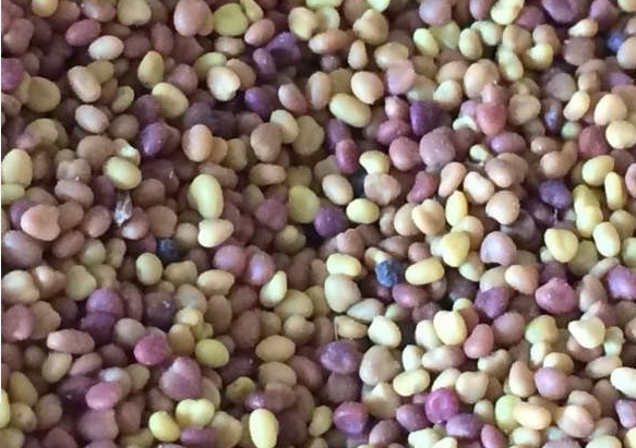 白三葉草種子什么時(shí)候播種 白三葉草種子什么時(shí)候播種