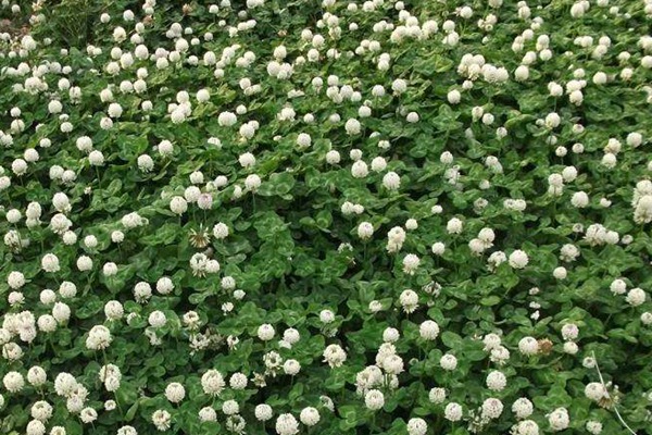 白三葉草種子什么時(shí)候播種 白三葉草種子什么時(shí)候播種