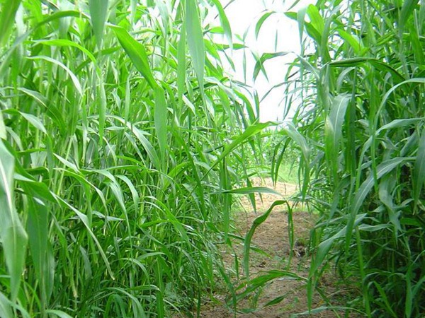 百綠大力士甜高粱產(chǎn)量有多少 百綠大力士甜高粱產(chǎn)量有多少