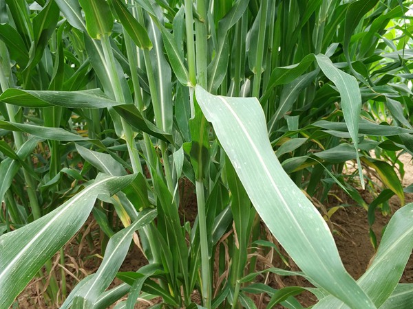 大力士甜高粱的畝產量是多少 大力士甜高粱的畝產量是多少