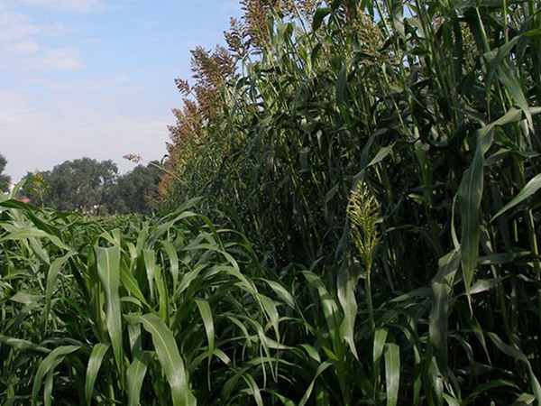 大力士甜高粱一年能割幾次 大力士甜高粱一年能割幾次