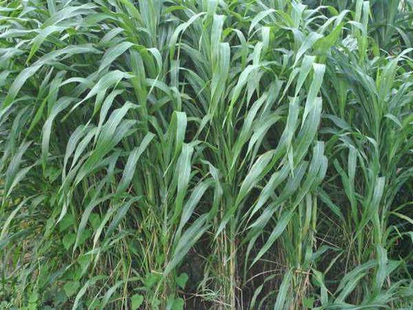 大力士甜高粱種子畝播種用量 大力士甜高粱種子畝播種用量