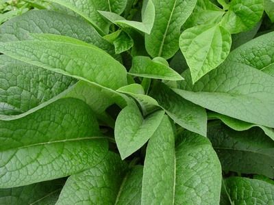 俄羅斯飼料菜喂養家畜效果如何