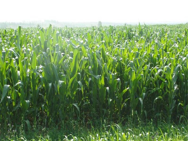高丹草種子多少錢一斤,一畝地種植多少 高丹草種子多少錢一斤,一畝地種植多少