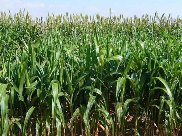 高丹草種子多少錢一斤,一畝地種植多少 高丹草種子多少錢一斤,一畝地種植多少