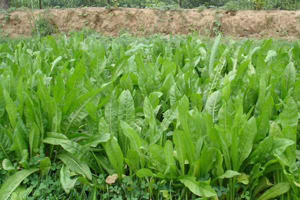 將軍菊苣和歐洲菊苣有什么不同 將軍菊苣和歐洲菊苣有什么不同