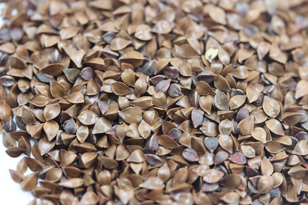 魯梅克斯種子的價格是多少 魯梅克斯種子的價格是多少