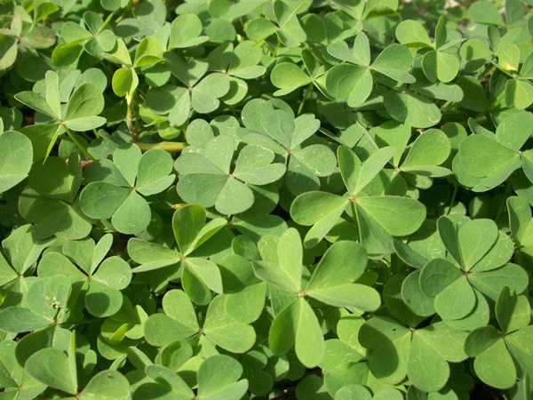 1562001366729844.jpg 4.jpg