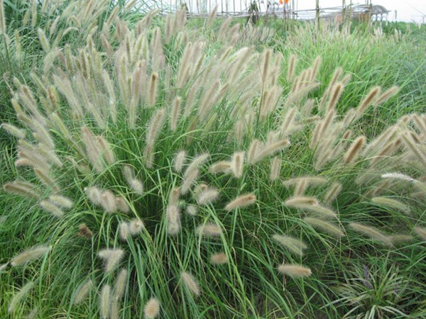 雜交狼尾草的畝產量是多少 雜交狼尾草的畝產量是多少