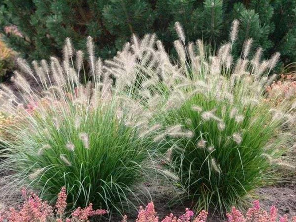 雜交狼尾草的畝產量是多少 雜交狼尾草的畝產量是多少