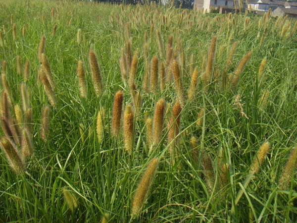 雜交狼尾草的畝產量是多少 雜交狼尾草的畝產量是多少