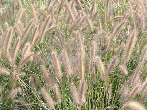 雜交狼尾草可以喂哪些家畜 雜交狼尾草可以喂哪些家畜