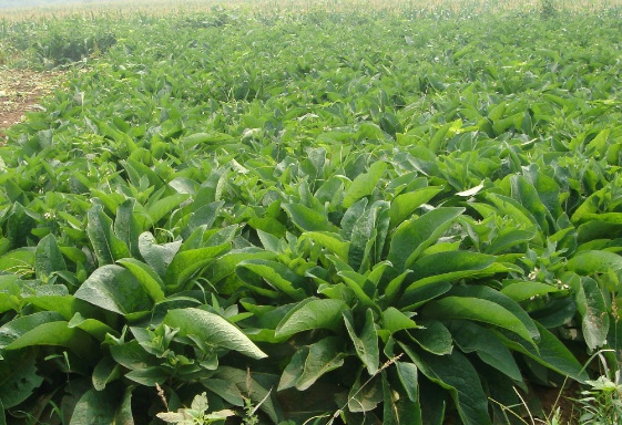 俄羅斯飼料菜種子畝播種用量 俄羅斯飼料菜種子畝播種用量