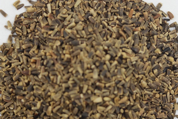 將軍菊苣種子的催芽方法 將軍菊苣種子的催芽方法