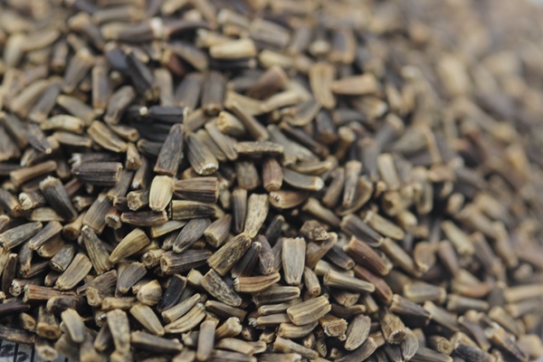 將軍菊苣種子的催芽方法 將軍菊苣種子的催芽方法