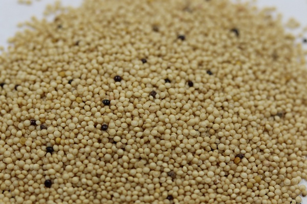 籽粒莧牧草的種植技術(shù) 籽粒莧牧草的種植技術(shù)