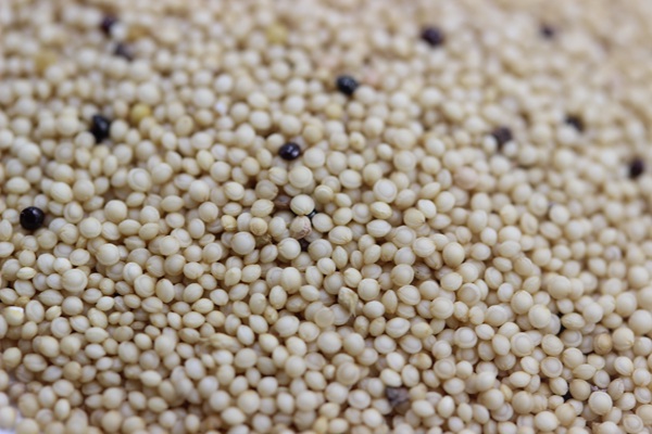 籽粒莧牧草的種植技術(shù) 籽粒莧牧草的種植技術(shù)