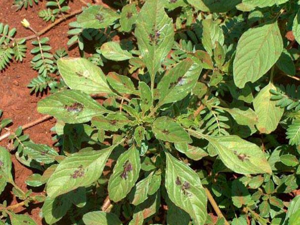 籽粒莧牧草的種植技術(shù) 籽粒莧牧草的種植技術(shù)