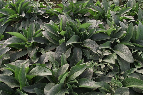 俄羅斯飼料菜喂養家畜效果如何