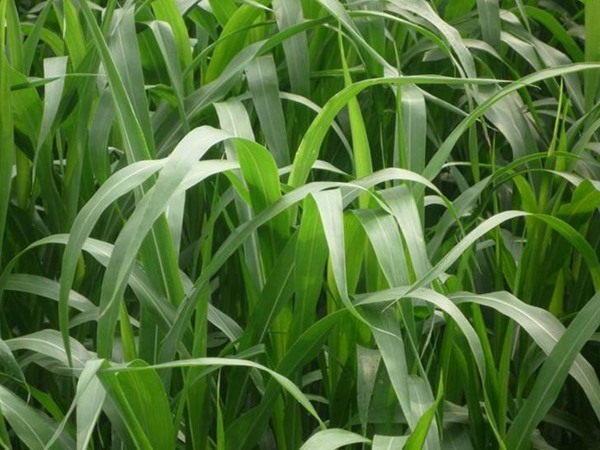 高丹草一年可以收割幾茬 高丹草一年可以收割幾茬