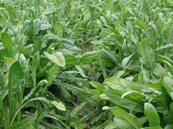 魯梅克斯牧草的優(yōu)缺點(diǎn)都有哪些 魯梅克斯牧草的優(yōu)缺點(diǎn)都有哪些