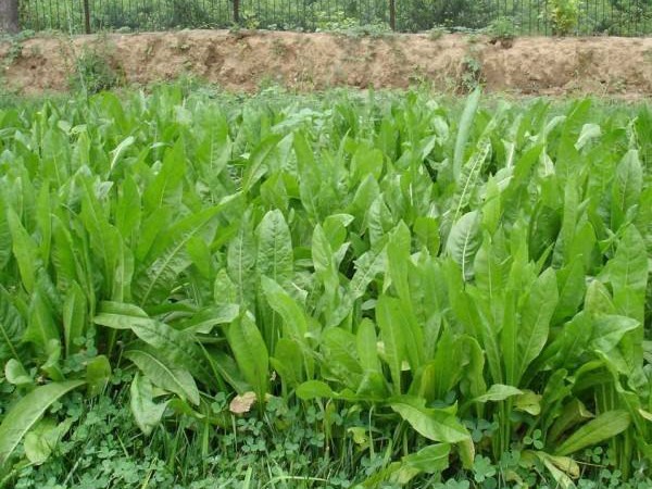 魯梅克斯牧草的優(yōu)缺點(diǎn)都有哪些 魯梅克斯牧草的優(yōu)缺點(diǎn)都有哪些