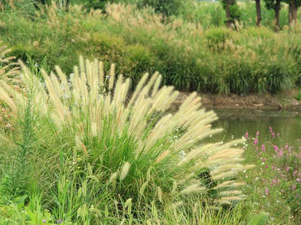 雜交狼尾草種植技術(shù)及高產(chǎn)技巧 雜交狼尾草種植技術(shù)及高產(chǎn)技巧
