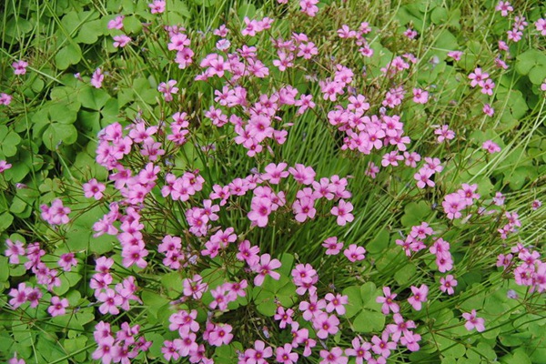 散養雞種什么飼草好 散養雞種什么飼草好