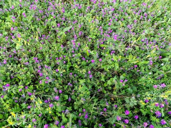 沙打旺做牛羊飼草怎么樣? 沙打旺做牛羊飼草怎么樣?