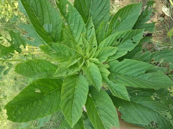 適合內蒙古種植的牧草有哪些 適合內蒙古種植的牧草有哪些