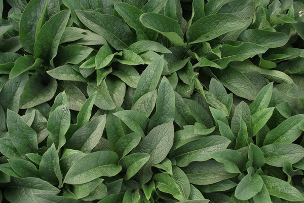 俄羅斯飼料菜種子催芽技術