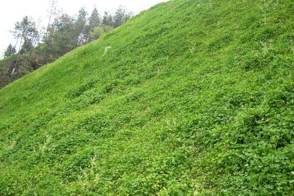 串葉松香草種子價(jià)格,多少錢一斤 串葉松香草種子價(jià)格,多少錢一斤