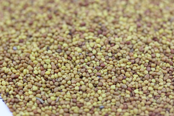 串葉松香草種子價(jià)格,多少錢一斤 串葉松香草種子價(jià)格,多少錢一斤