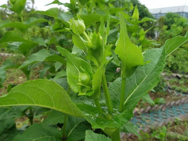 串葉松香草種子價格,多少錢一斤 串葉松香草種子價格,多少錢一斤