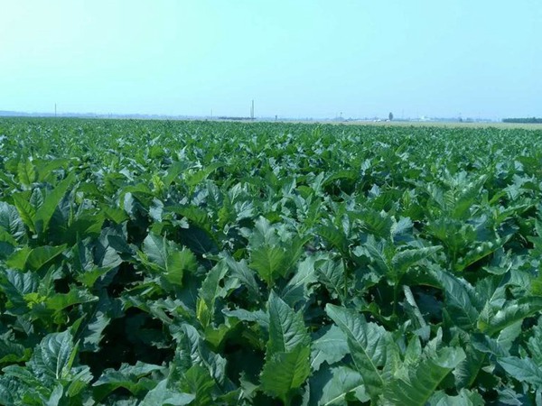 串葉松香草怎樣去毒，營養價值有哪些？