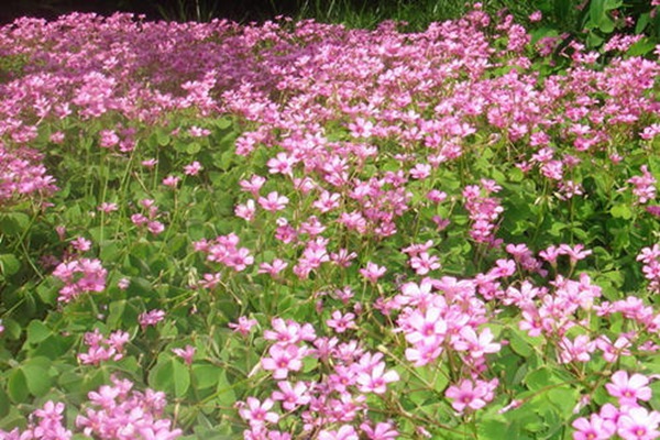 紅三葉草種子畝播種用量