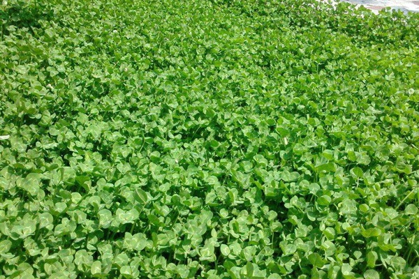 紅三葉草種子什么時(shí)候播種 紅三葉草種子什么時(shí)候播種