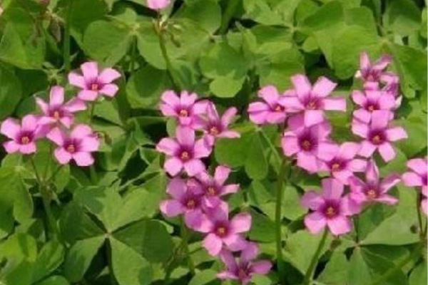 紅三葉草種子價格，多少錢一斤