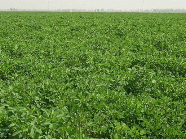 紫花苜蓿的畝產量是多少 紫花苜蓿的畝產量是多少