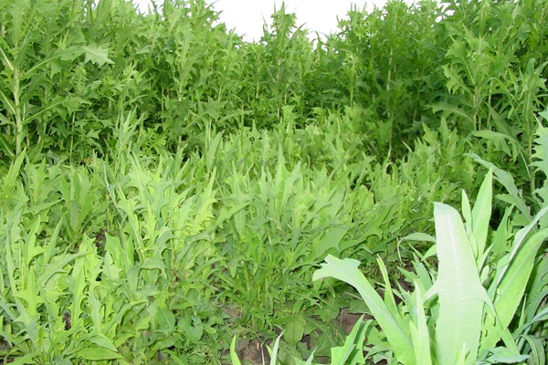 苦荬菜種子畝播種用量