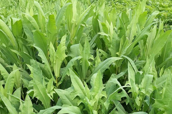 苦荬菜的畝產(chǎn)量是多少 苦荬菜的畝產(chǎn)量是多少