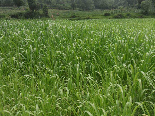 美國高丹草的畝產量是多少