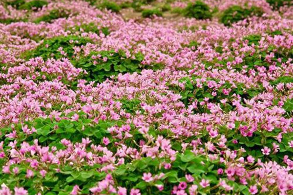 紅三葉草 紅三葉草