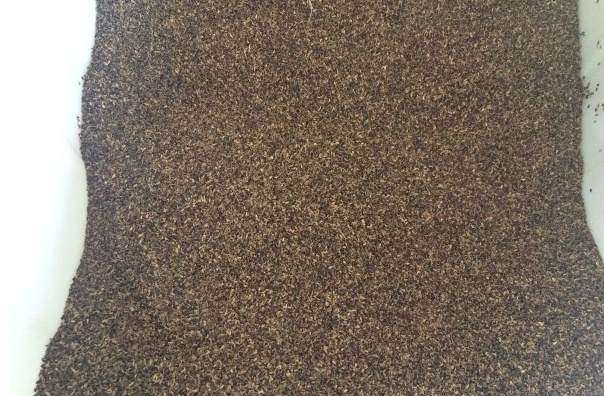 將軍菊苣 將軍菊苣